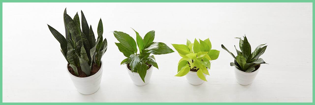 How to Propagate Houseplants